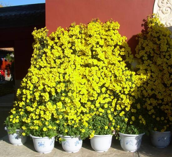 忻州造型菊花