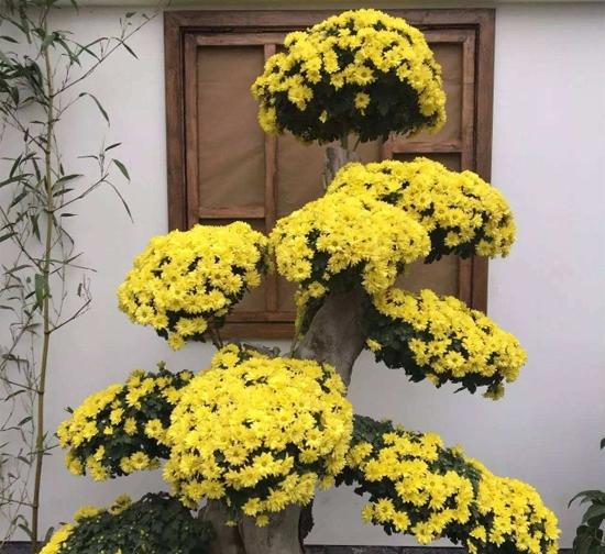 滁州造型菊花种植