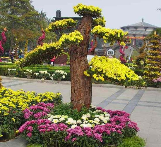 滁州菊花造型